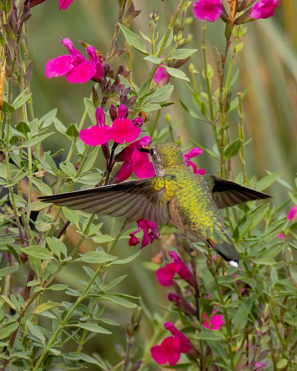 Broad-tailed Hummingbird - ML642369867