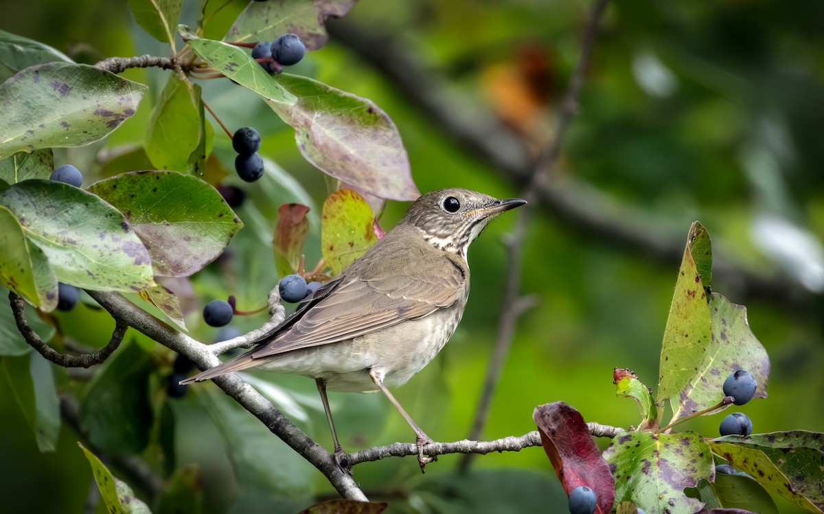 Gray-cheeked Thrush - ML642369869
