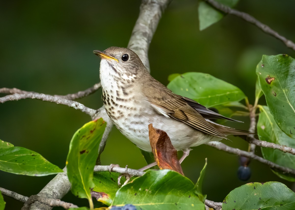 Gray-cheeked Thrush - ML642369870