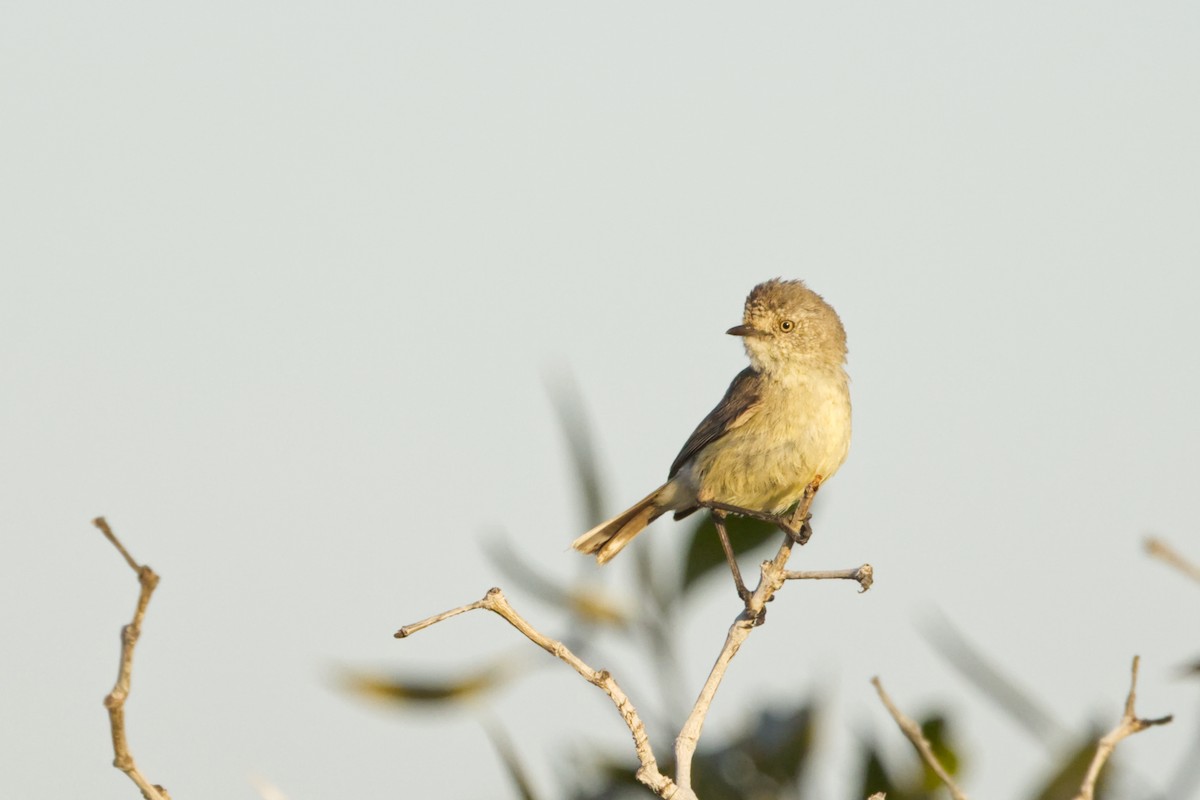 Slender-billed Thornbill - ML642369871