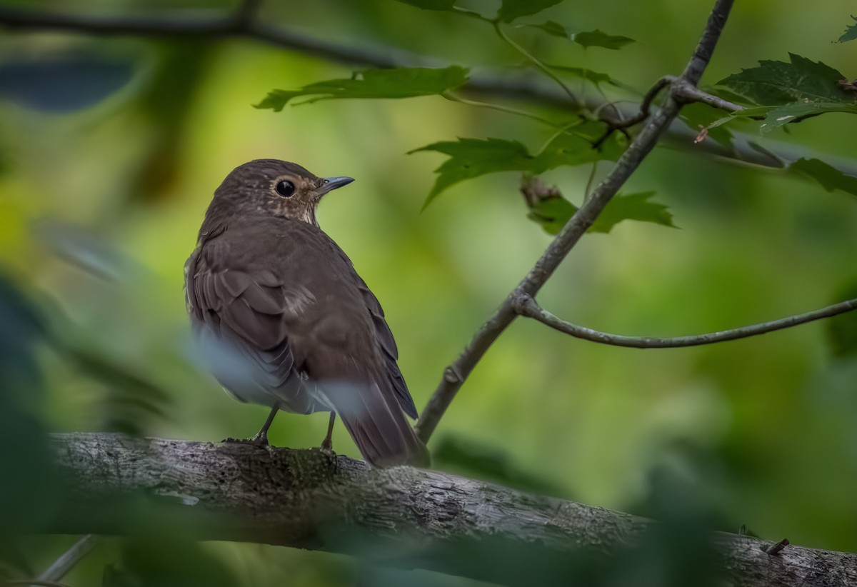 Swainson's Thrush - ML642369873