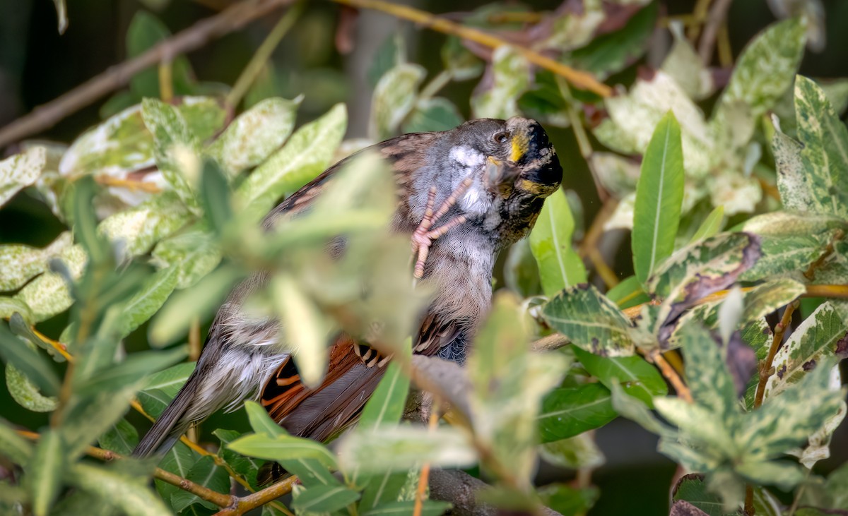 White-throated Sparrow - ML642369874