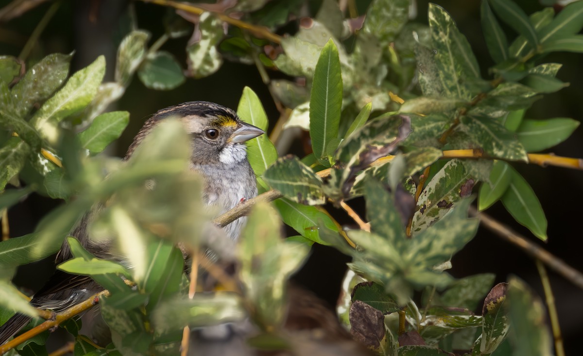 White-throated Sparrow - ML642369875