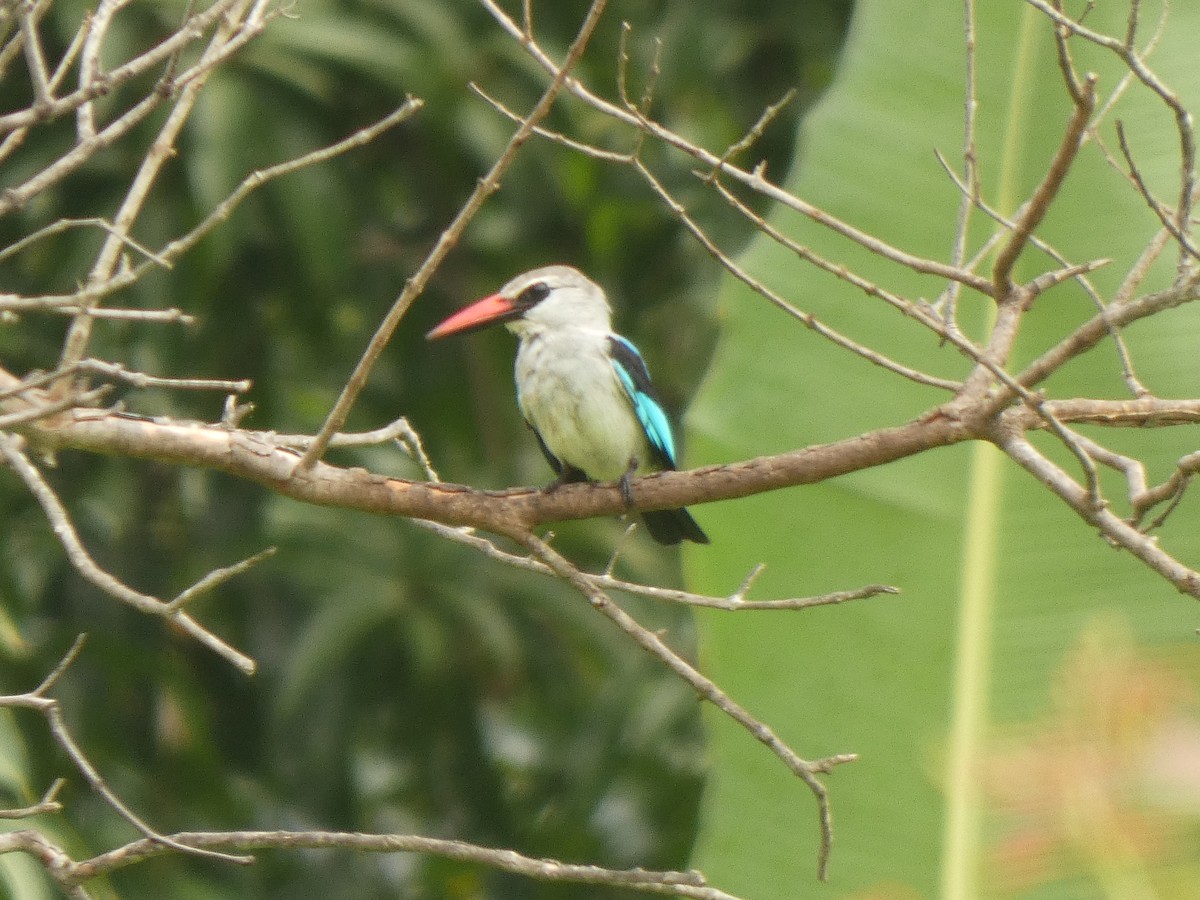 Blue-breasted Kingfisher - ML642369876