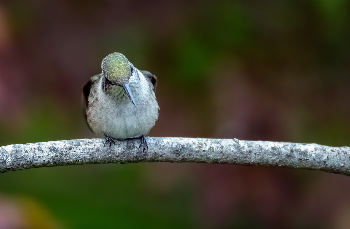 Ruby-throated Hummingbird - ML642369877