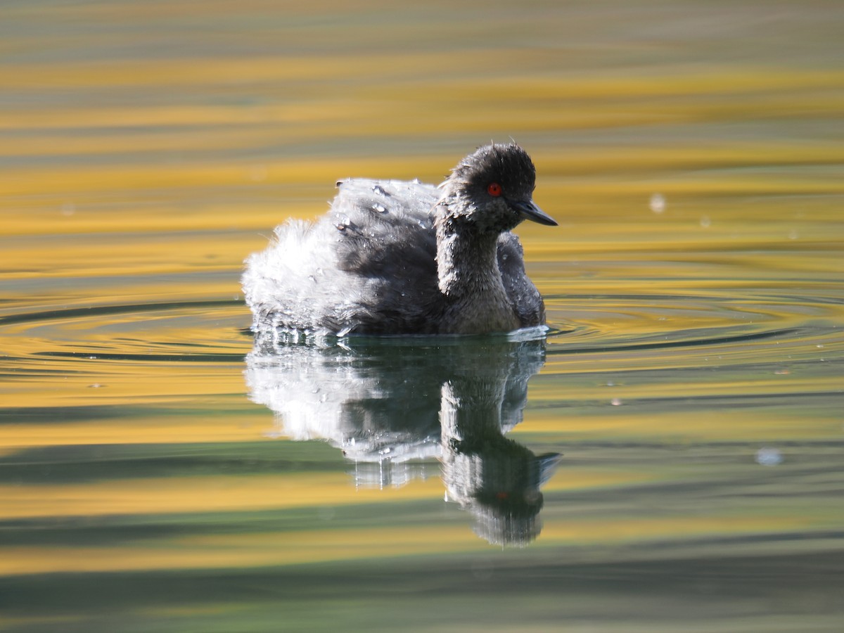 Eared Grebe - ML642369878