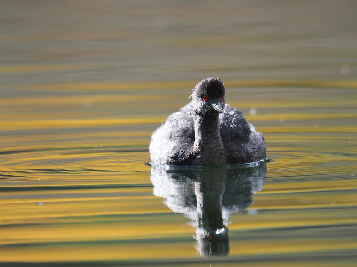 Eared Grebe - ML642369879