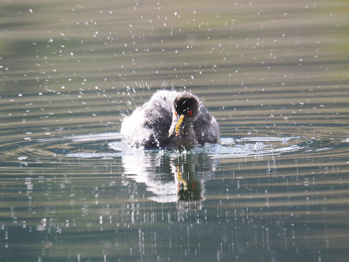 Eared Grebe - ML642369880