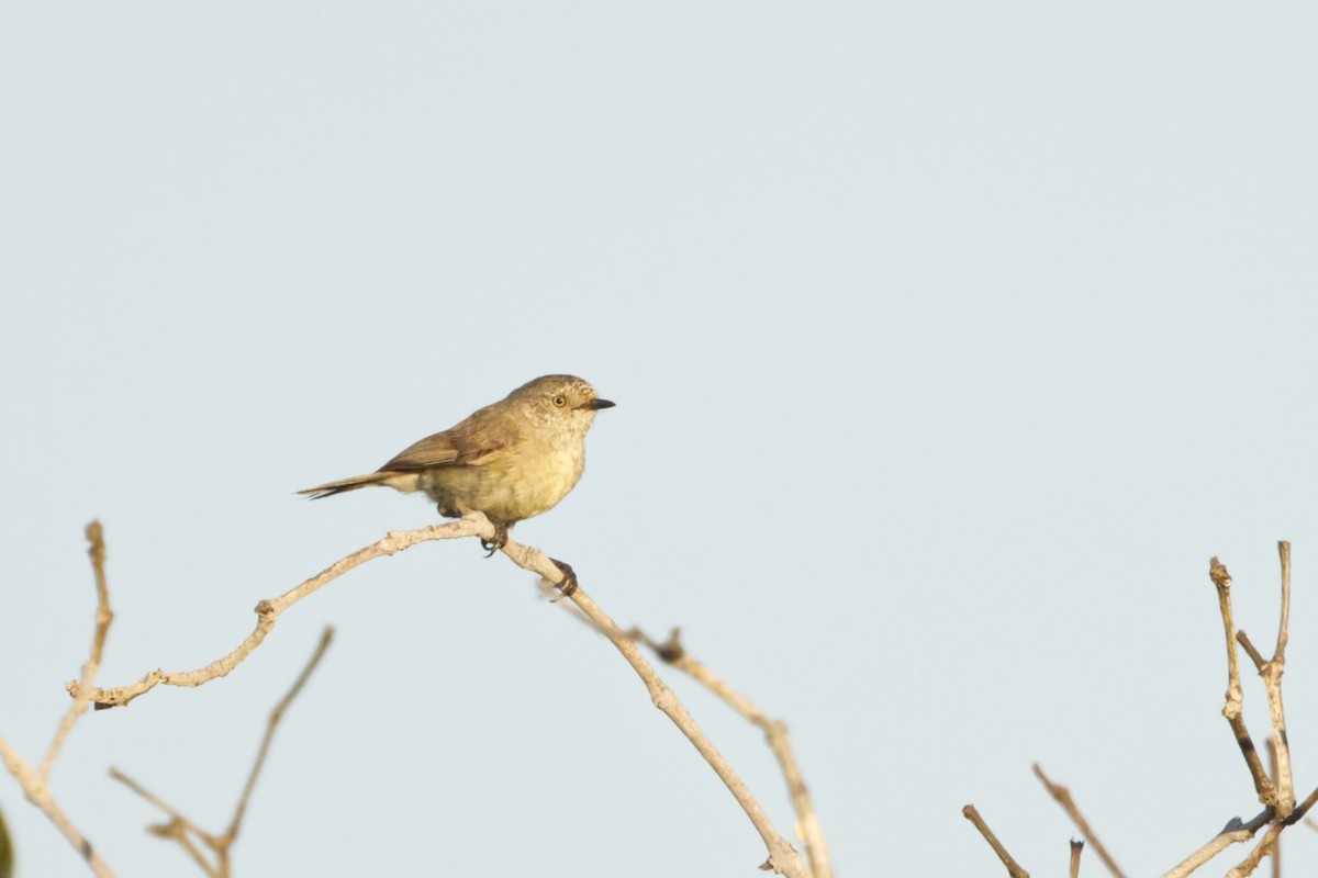 Slender-billed Thornbill - ML642369882