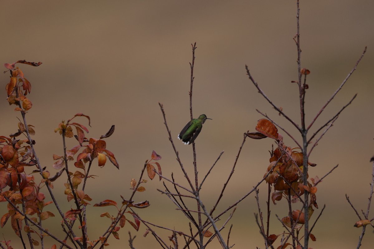 Broad-tailed Hummingbird - ML642369883