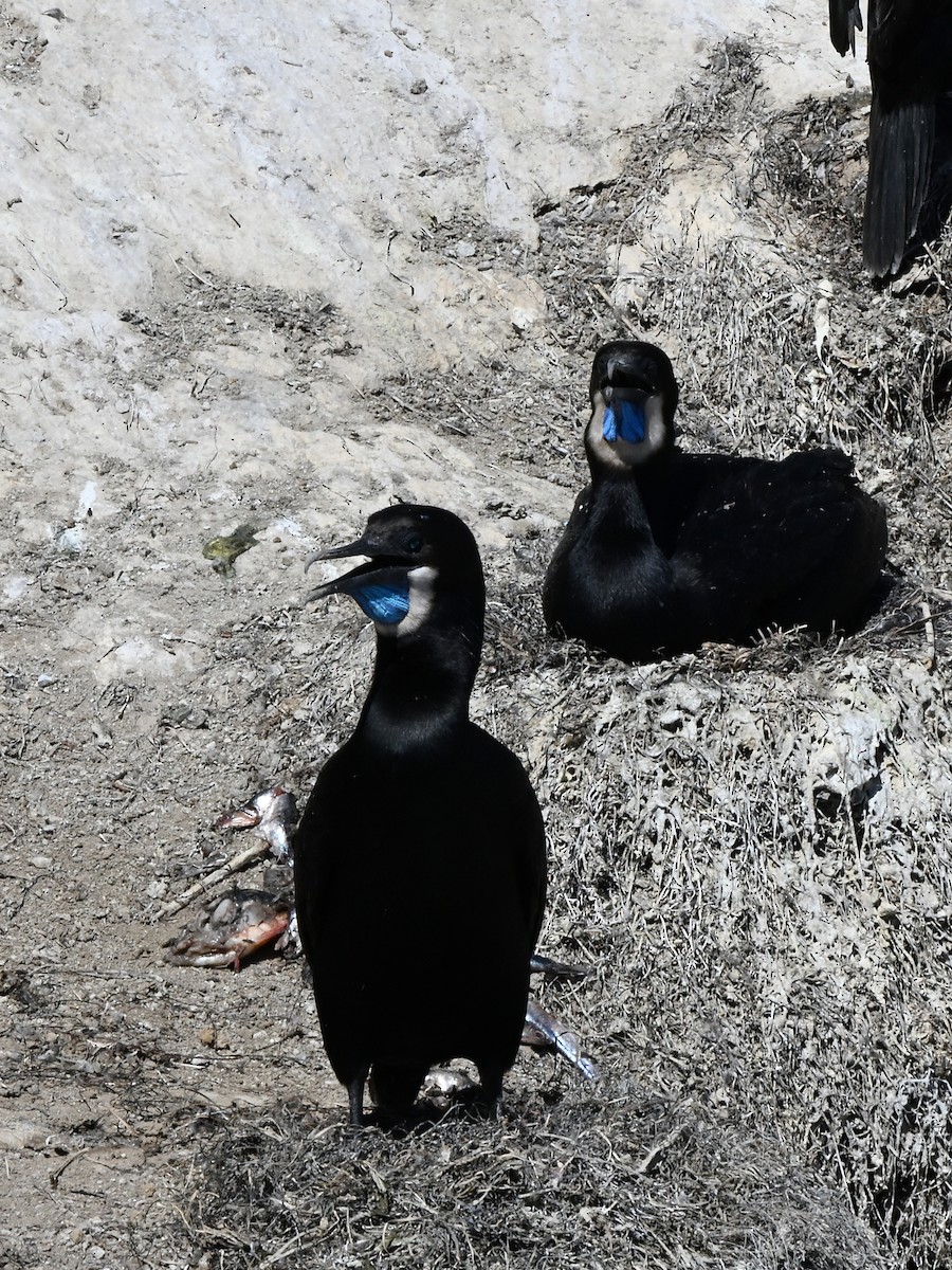 Brandt's Cormorant - ML642369884