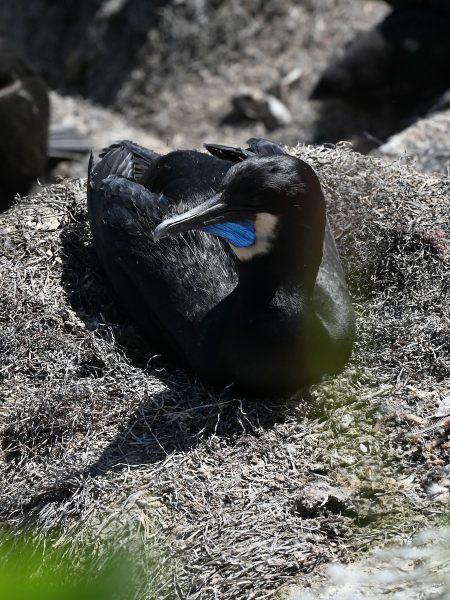 Brandt's Cormorant - ML642369885