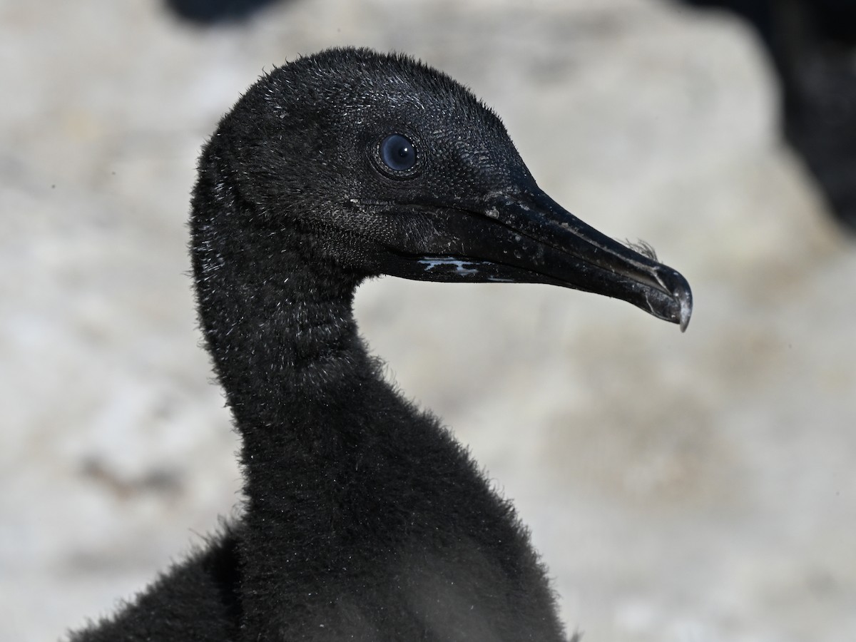Brandt's Cormorant - ML642369886