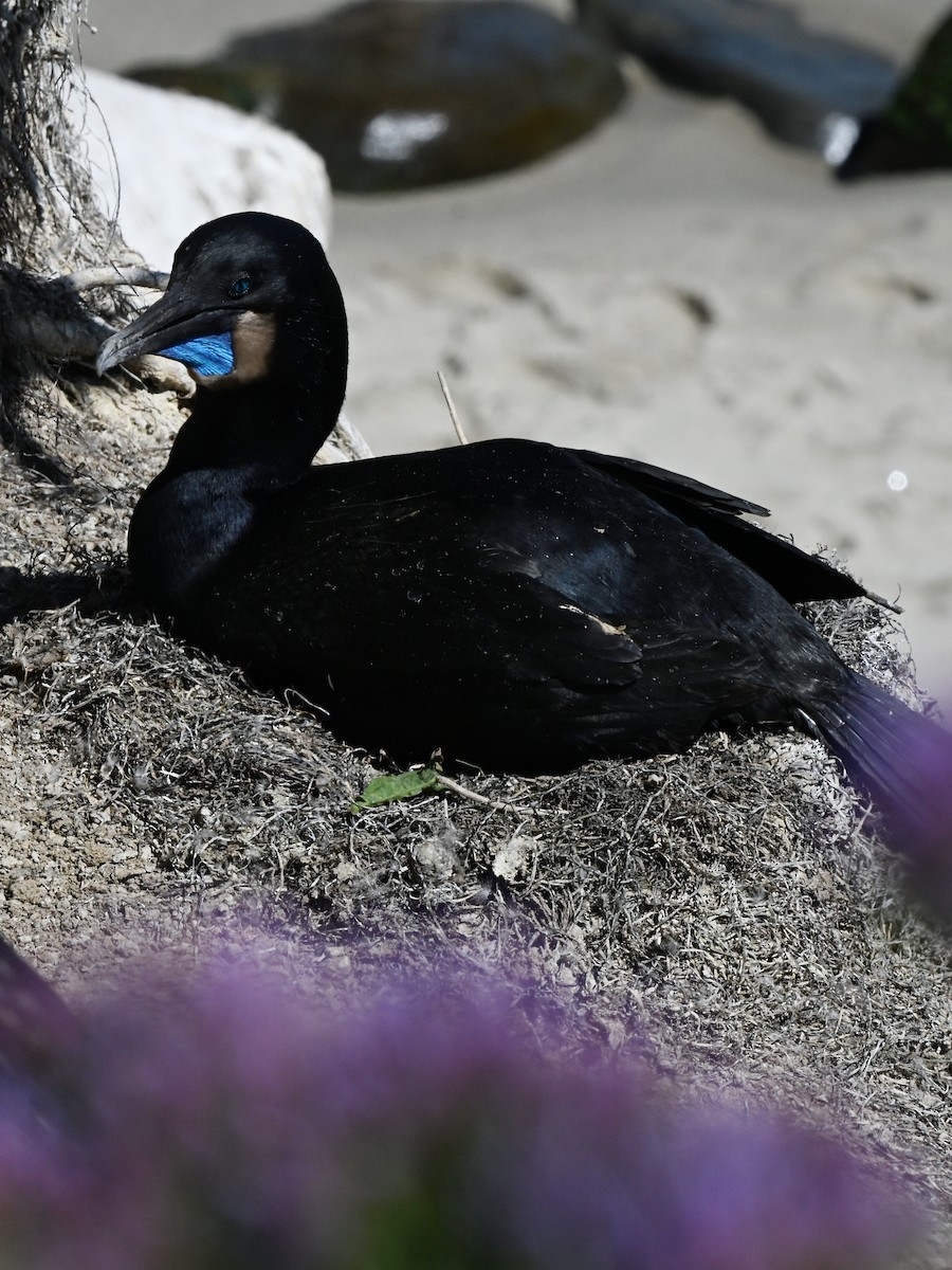 Brandt's Cormorant - ML642369887