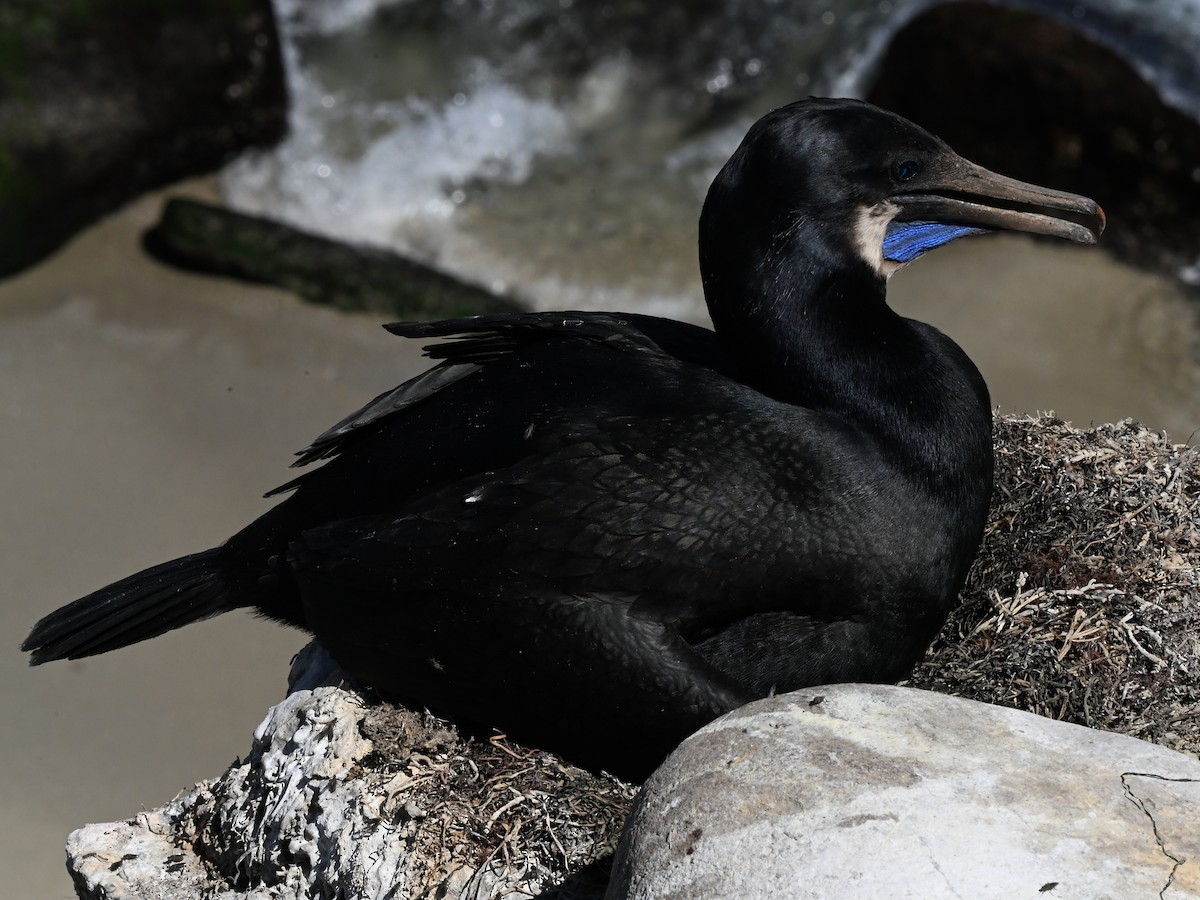 Brandt's Cormorant - ML642369888