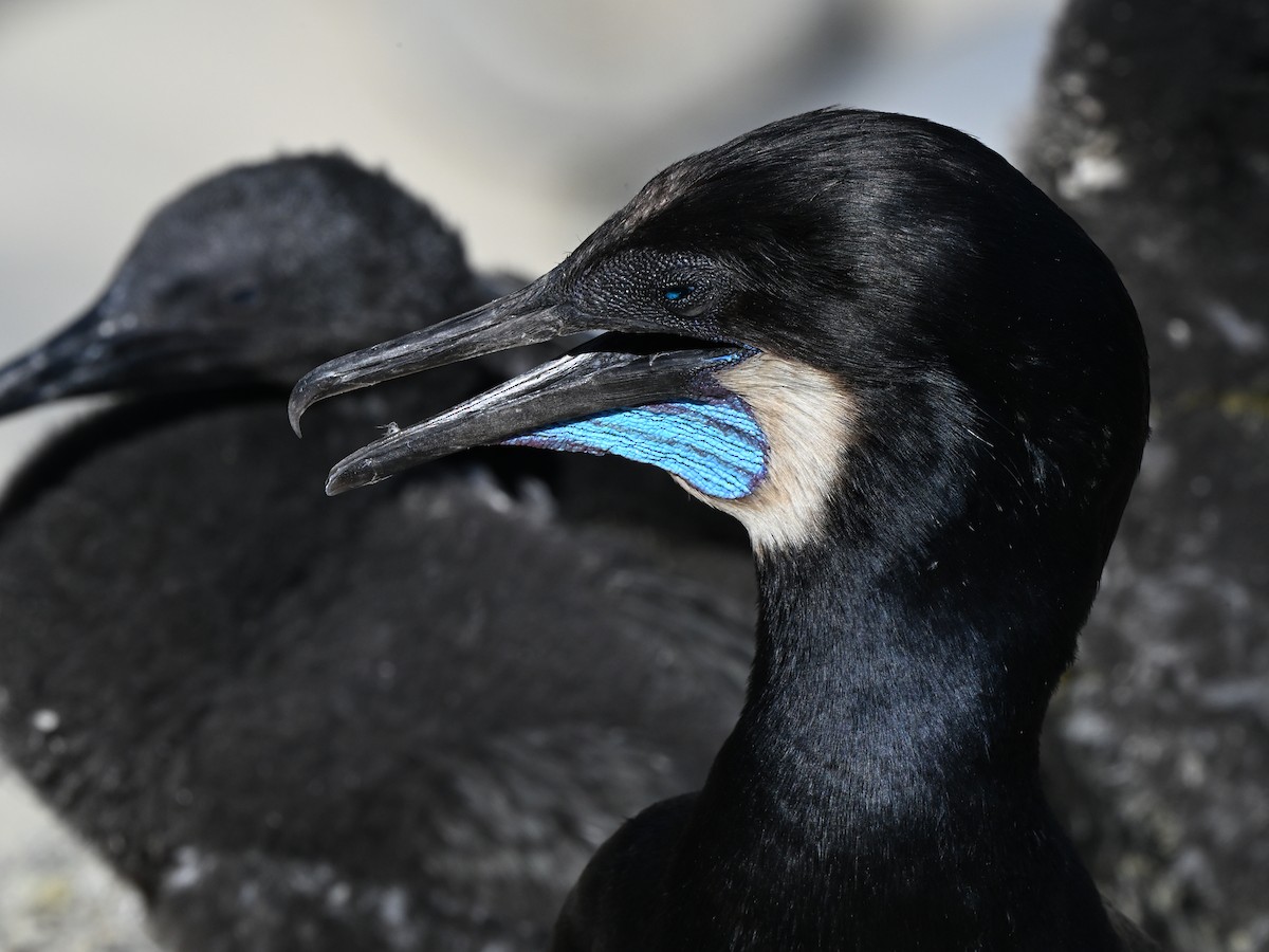 Brandt's Cormorant - ML642369889