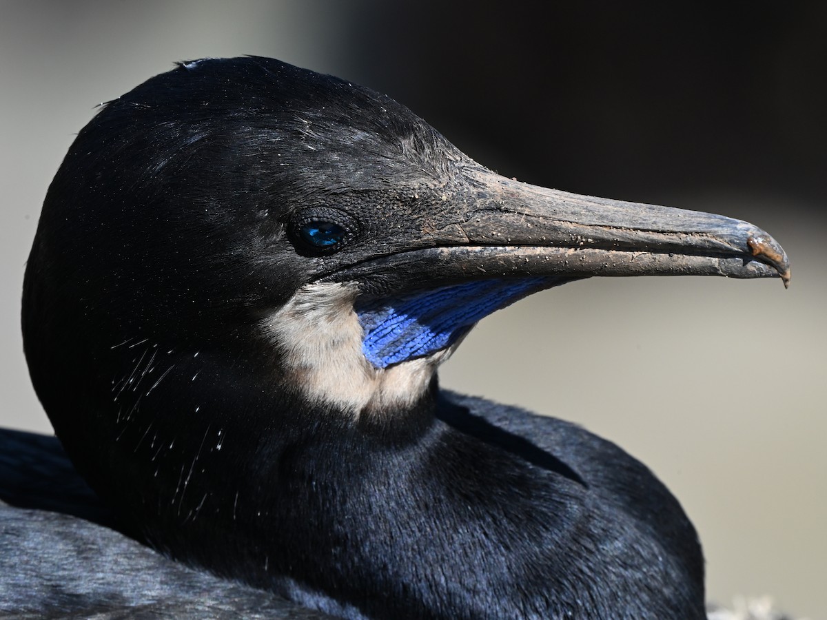 Brandt's Cormorant - ML642369890