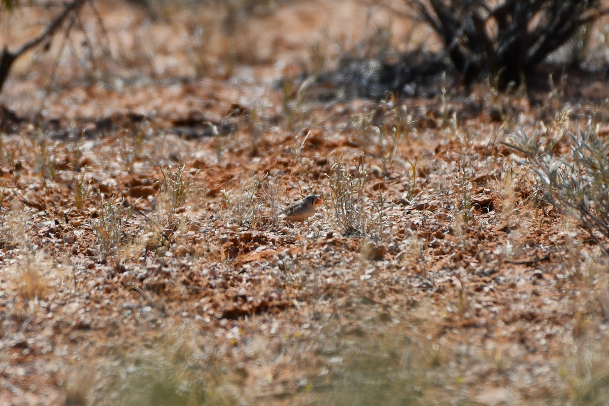 Zebra Finch (Australian) - ML642369897