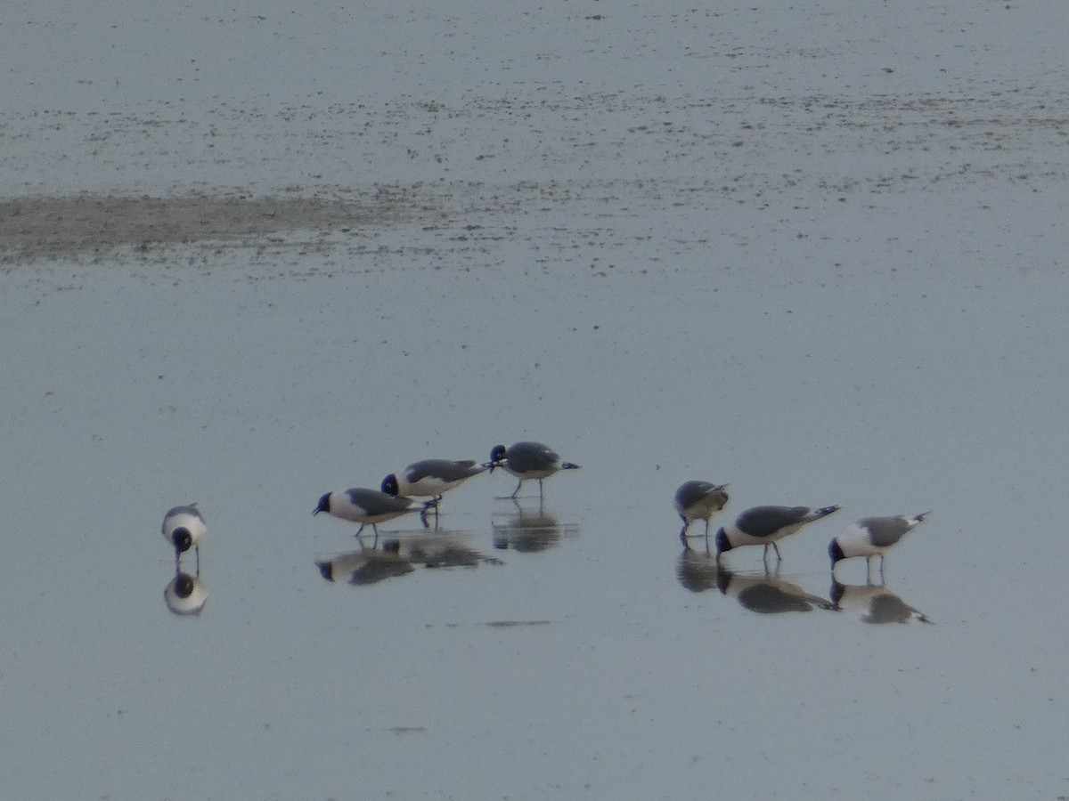 Franklin's Gull - ML642369902