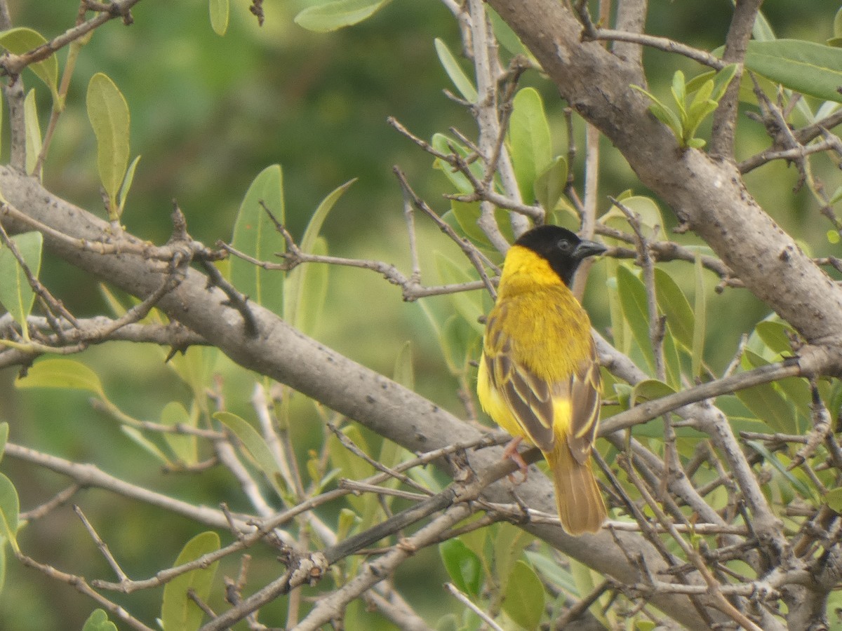 Village Indigobird - ML642369906