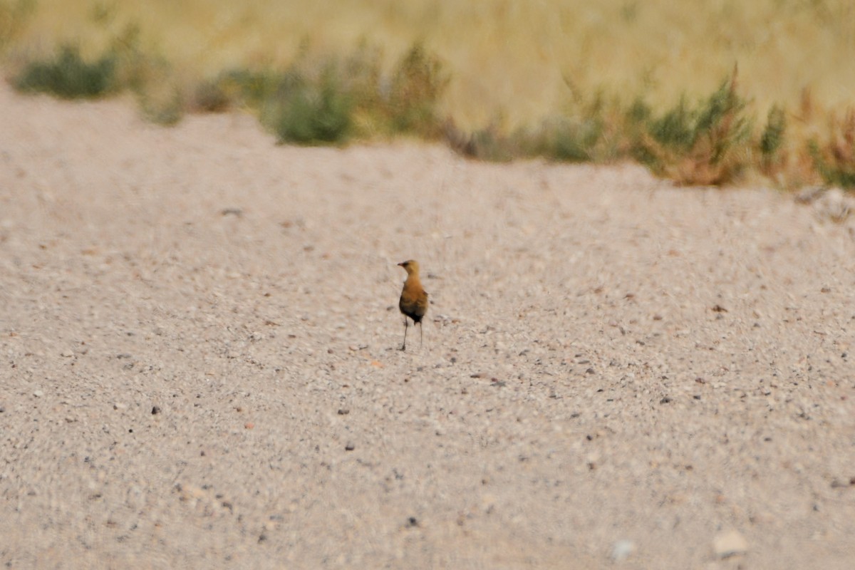Australian Pratincole - ML642369909