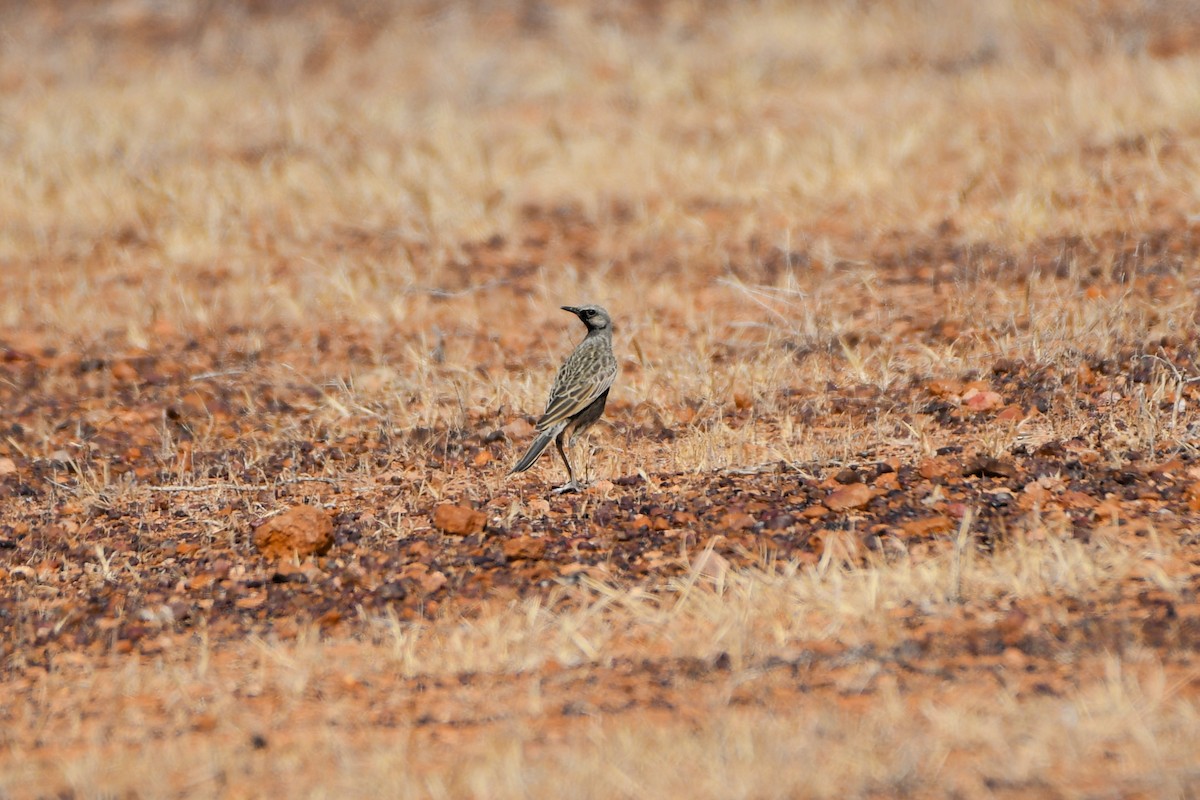 Brown Songlark - ML642369912