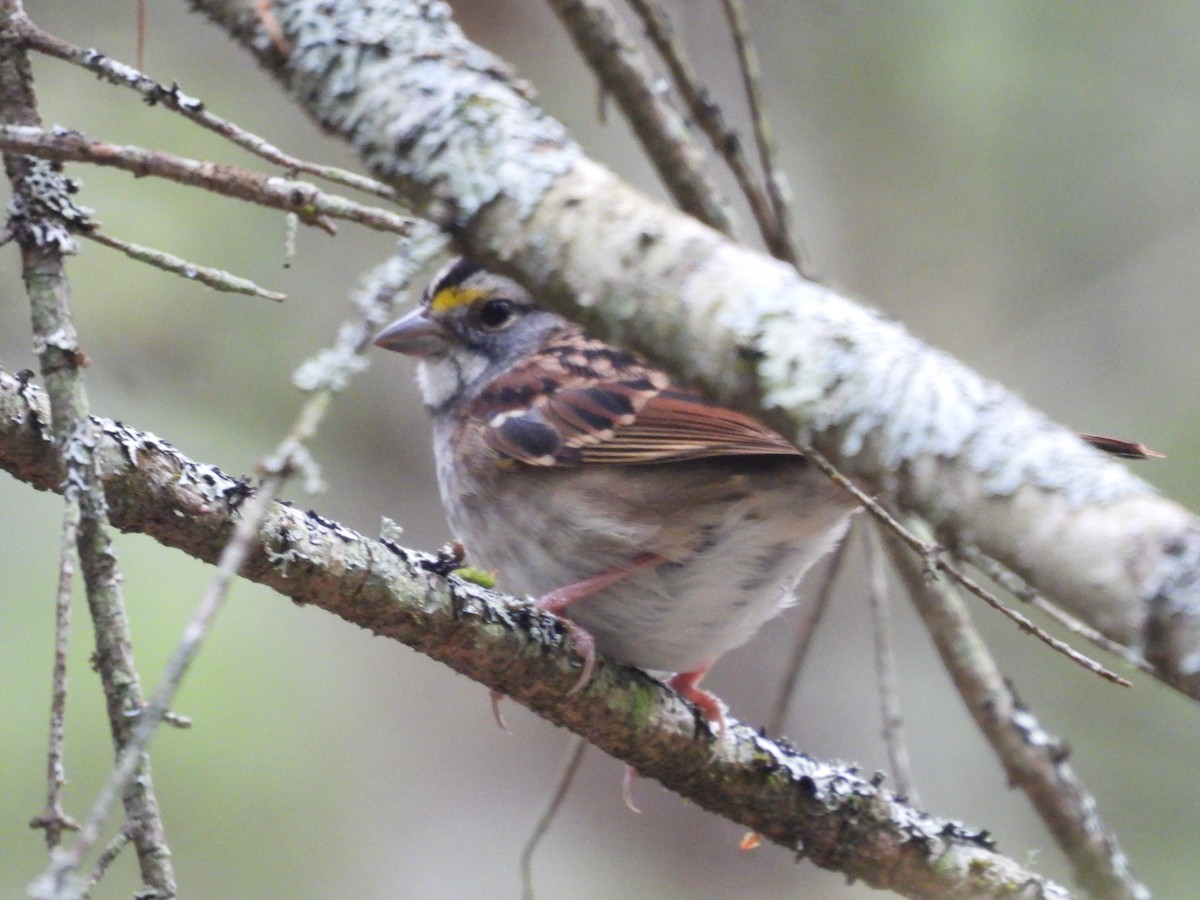White-throated Sparrow - ML642369916