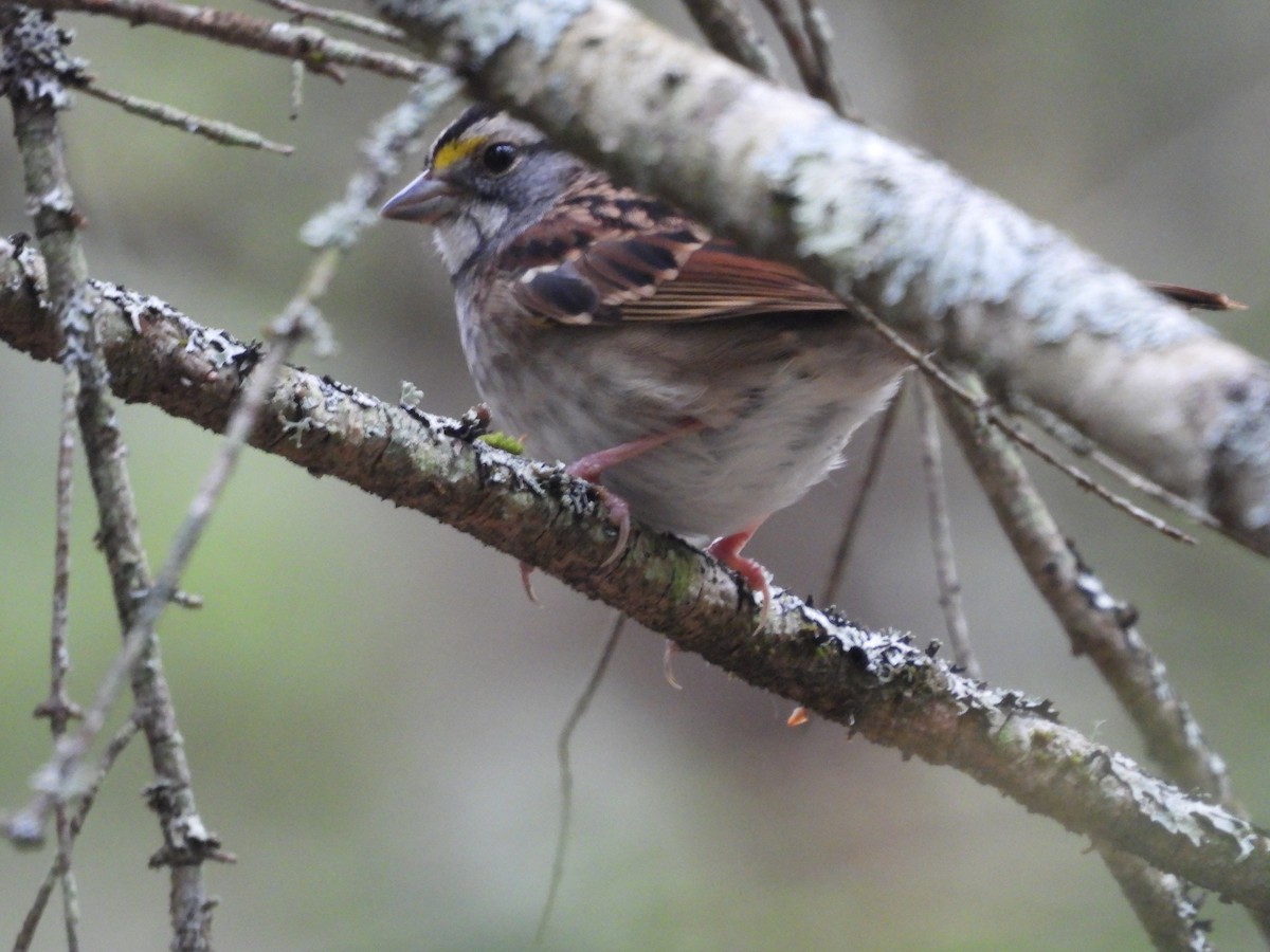 White-throated Sparrow - ML642369917
