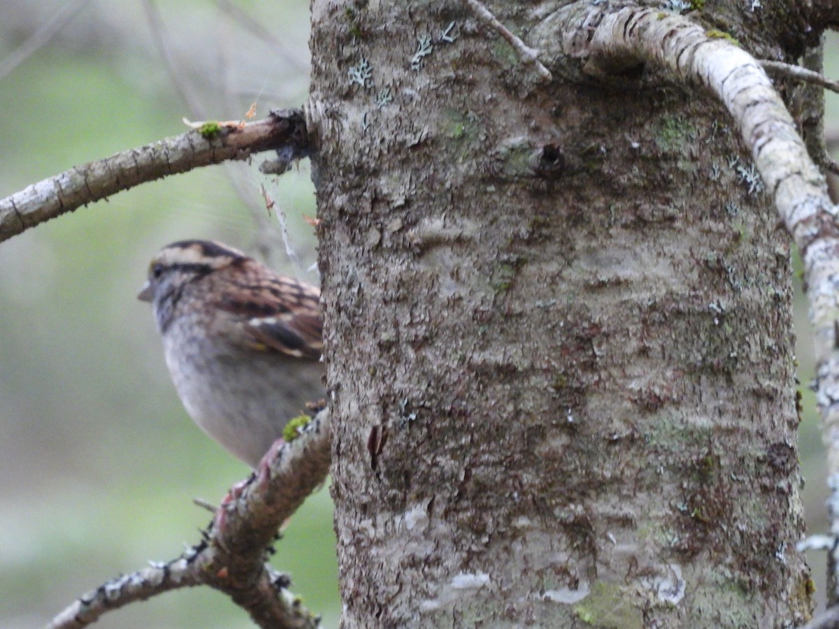 White-throated Sparrow - ML642369918