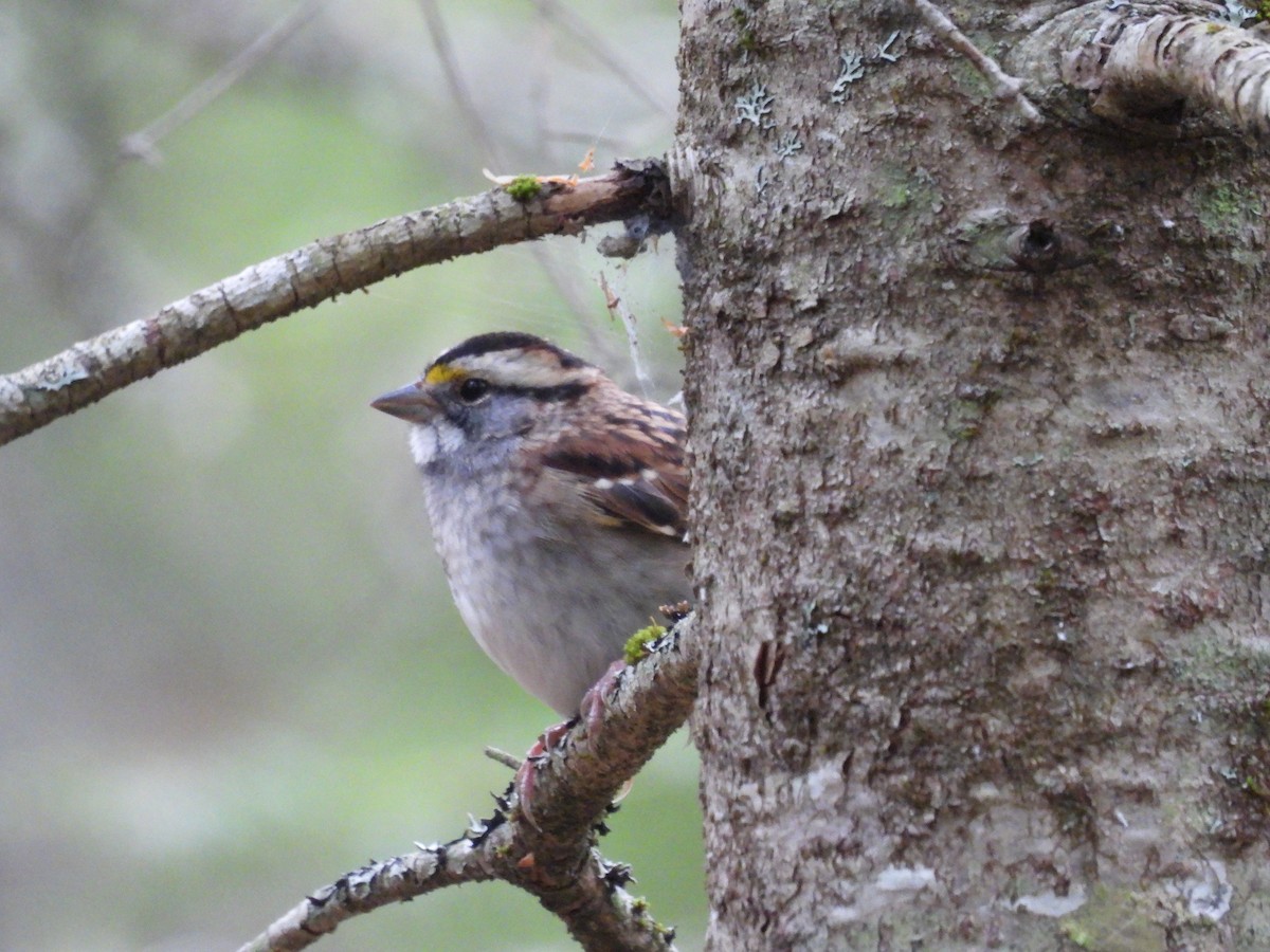 White-throated Sparrow - ML642369920