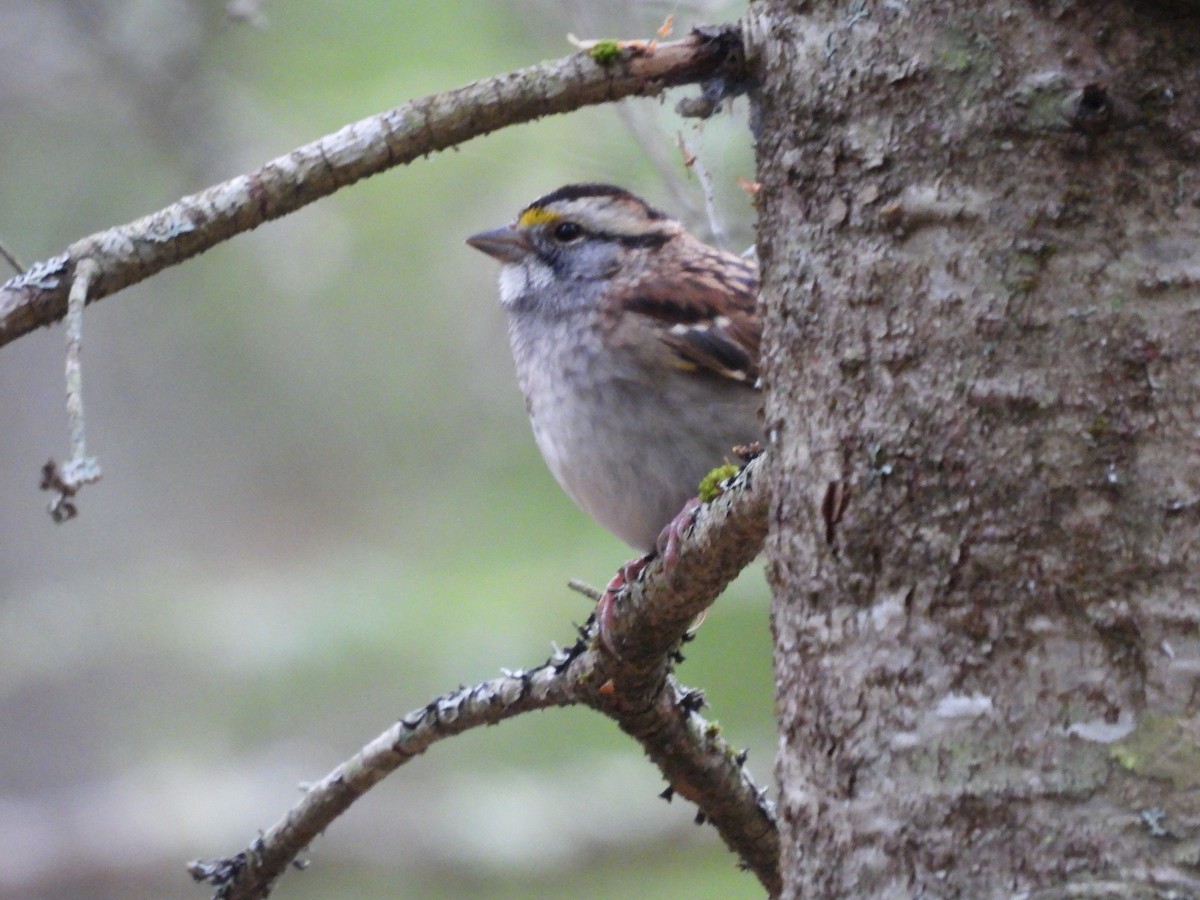 White-throated Sparrow - ML642369921