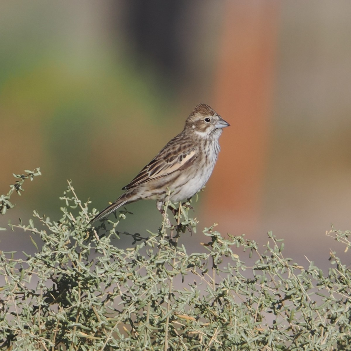 Lark Bunting - ML642369929