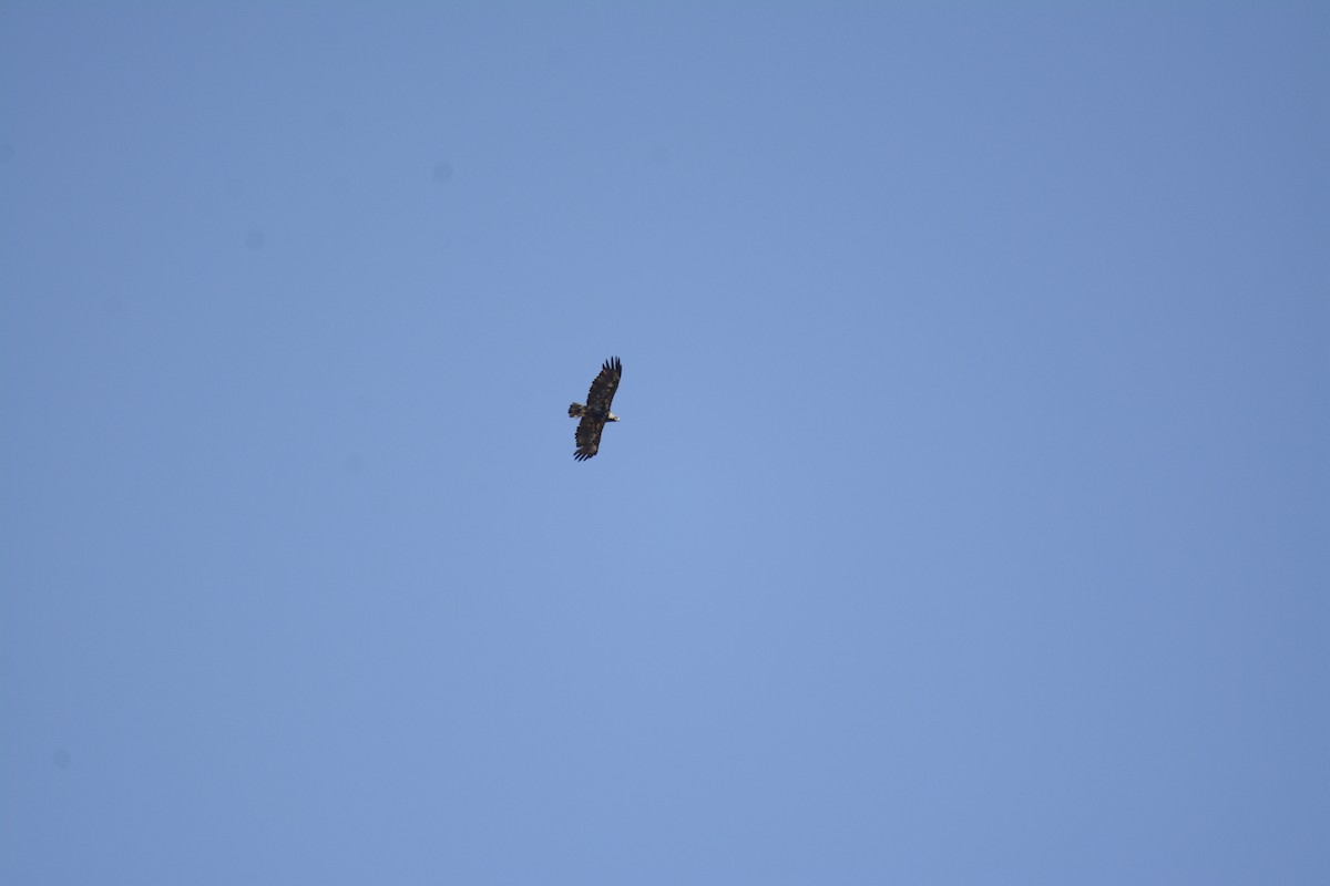 Kaiseradler - ML642369944