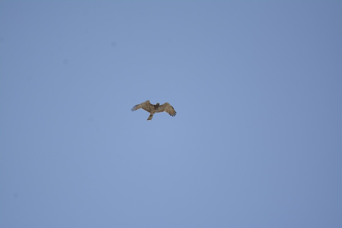 Short-toed Snake-Eagle - ML642369959