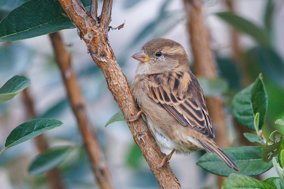 House Sparrow - ML642369969