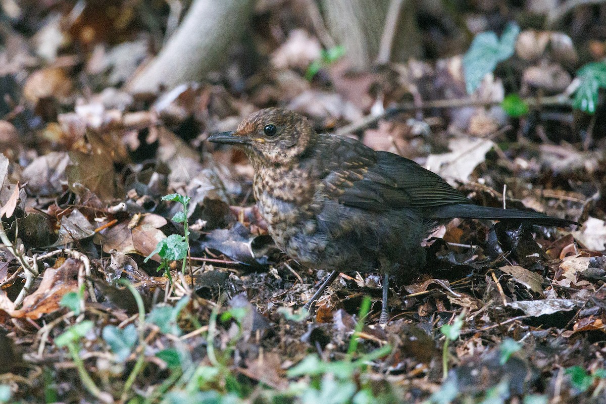Eurasian Blackbird - ML642369972