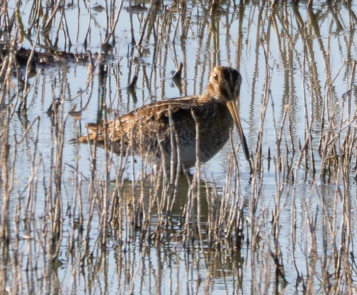 Wilson's Snipe - ML642369975