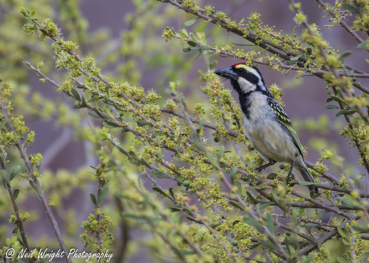 Pied Barbet - ML642369984
