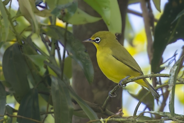 Lemon-bellied White-eye - ML642369992