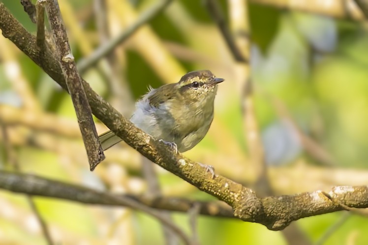 Lompobattang Leaf Warbler - ML642369993