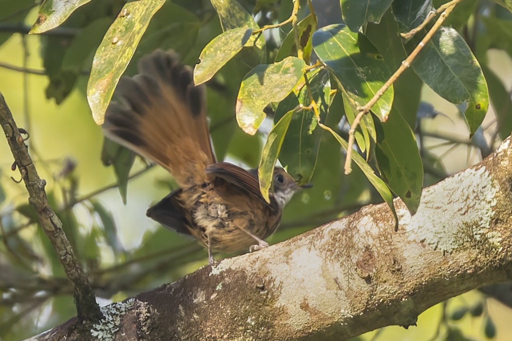 Sulawesi Fantail - ML642370007