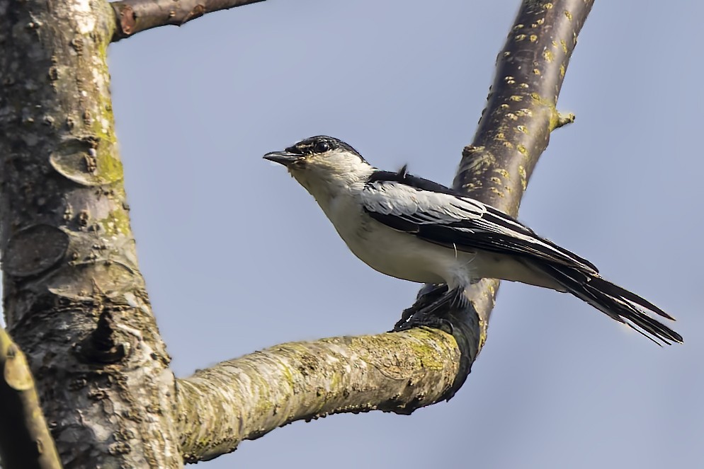 White-shouldered Triller - ML642370011