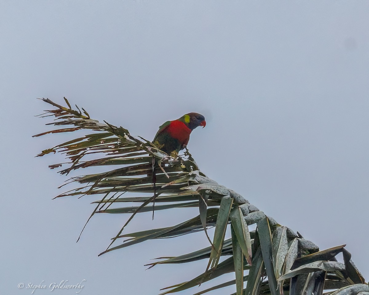 Coconut Lorikeet - ML642370035
