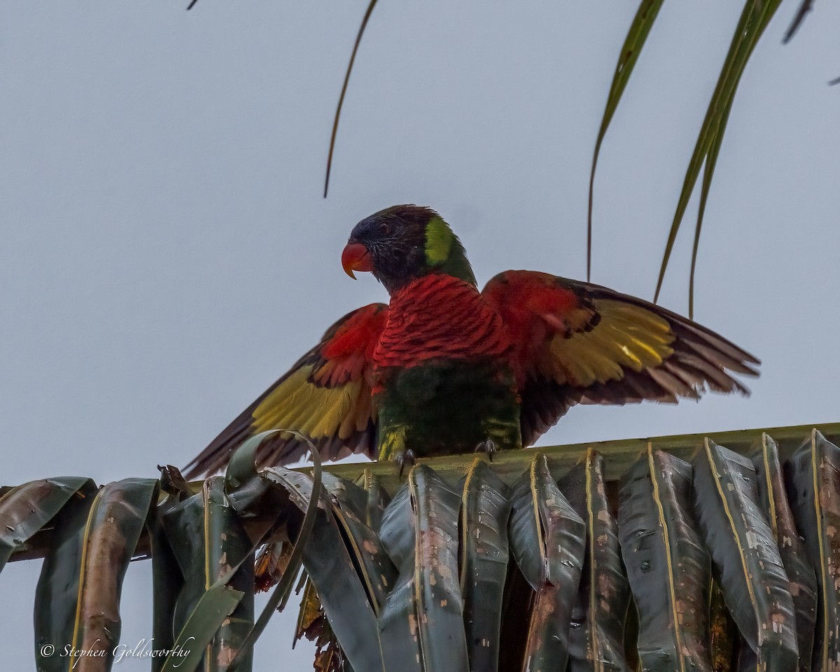 Coconut Lorikeet - ML642370039