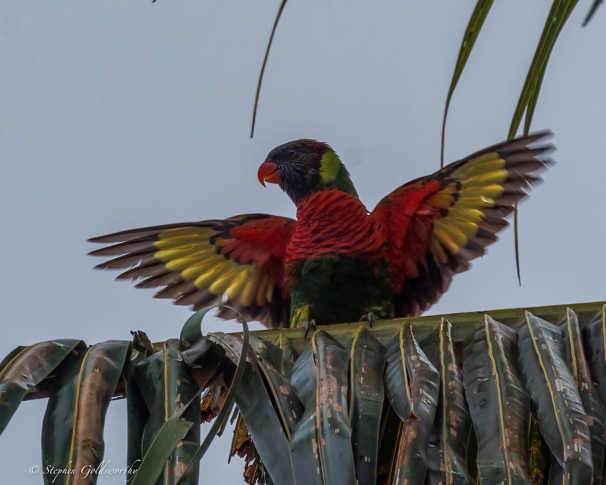 Coconut Lorikeet - ML642370040