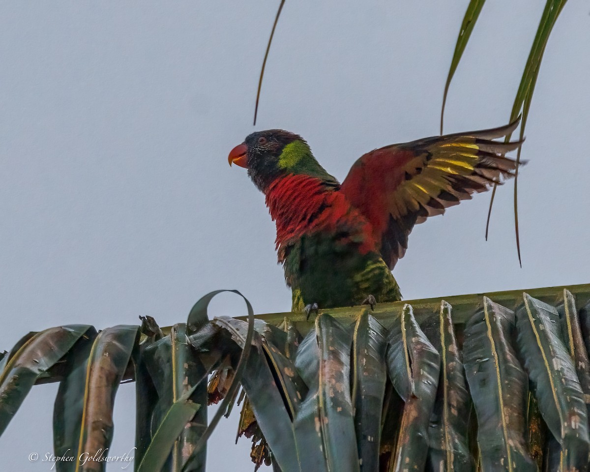 Coconut Lorikeet - ML642370041