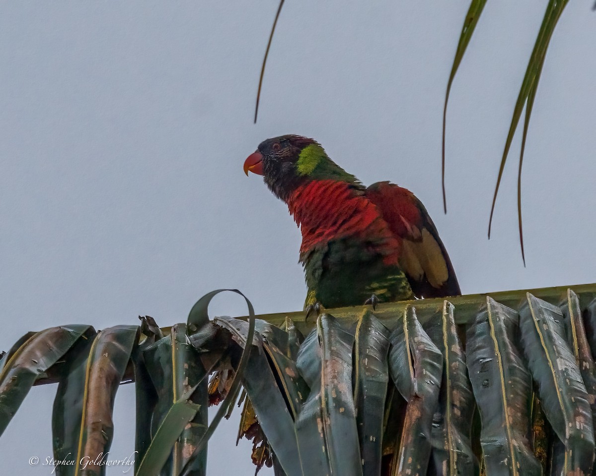 Coconut Lorikeet - ML642370042