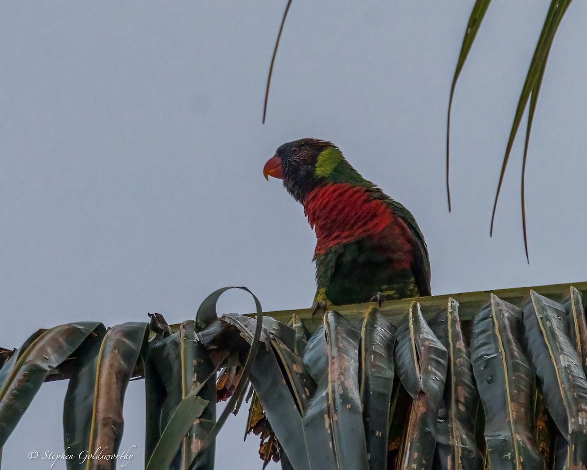 Coconut Lorikeet - ML642370043