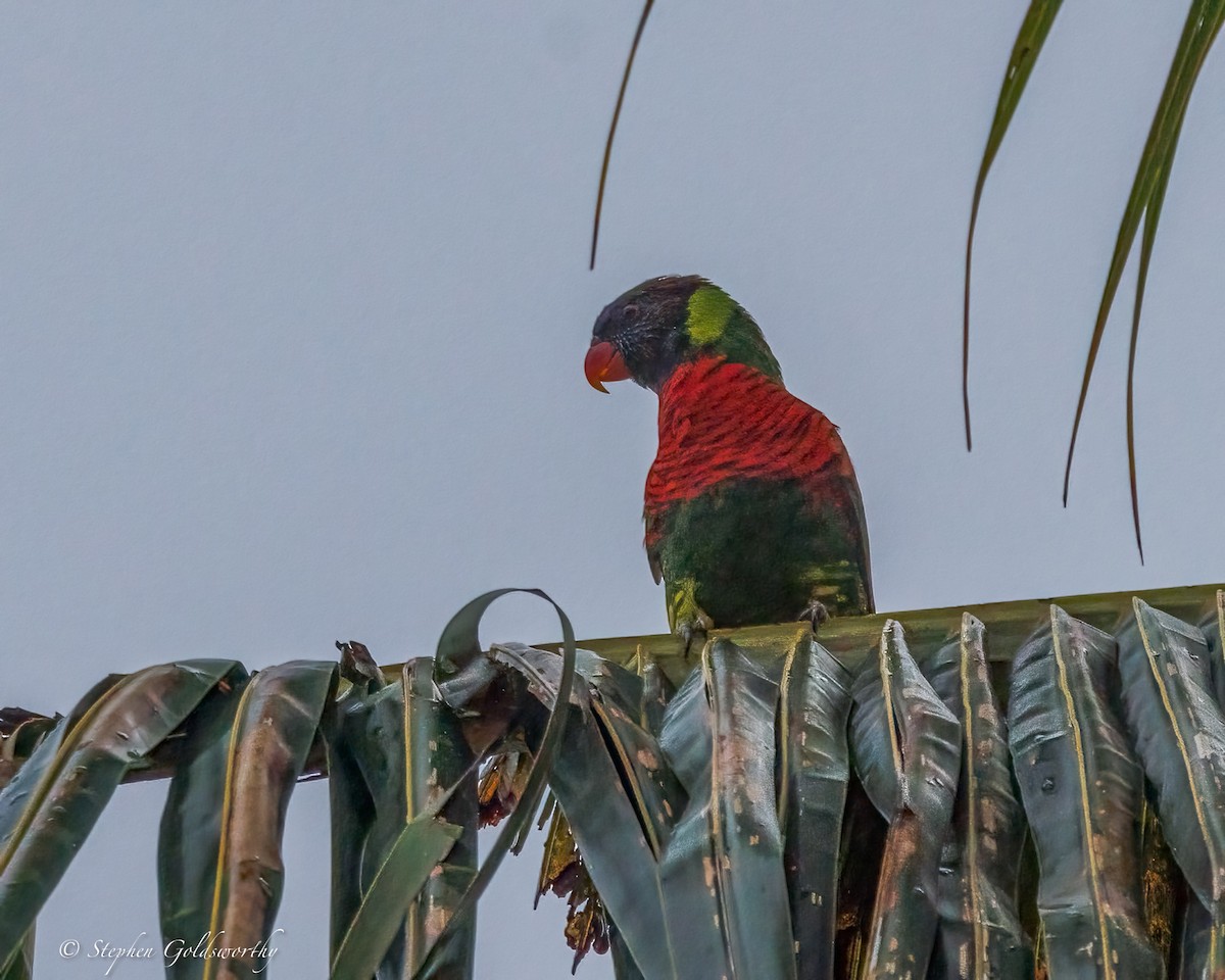 Coconut Lorikeet - ML642370044