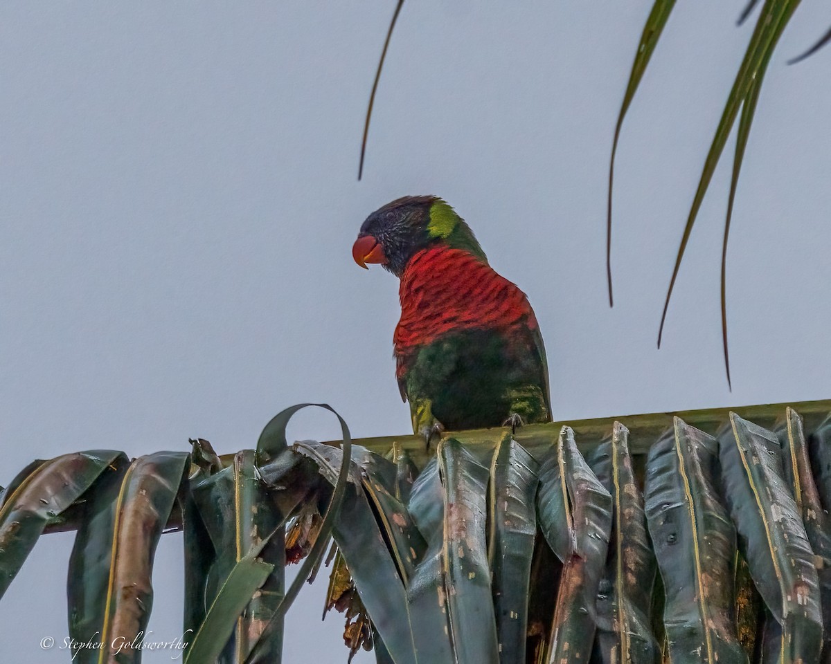 Coconut Lorikeet - ML642370045